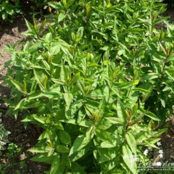 Phlox paniculata Ďaďa Pavlik