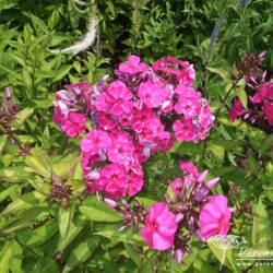 Phlox paniculata Ďaďa Pavlik
