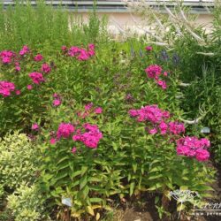 Phlox paniculata Ďaďa Pavlik