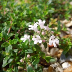 Thymus serpyllum Vey