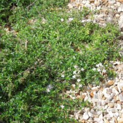 Thymus serpyllum Vey
