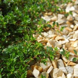 Thymus serpyllum Vey