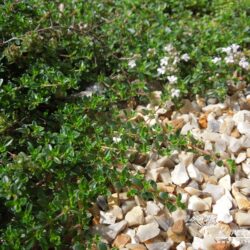 Thymus serpyllum Vey