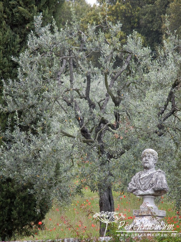 Poklad v srdci Toskánska 5 Villa Cetinale