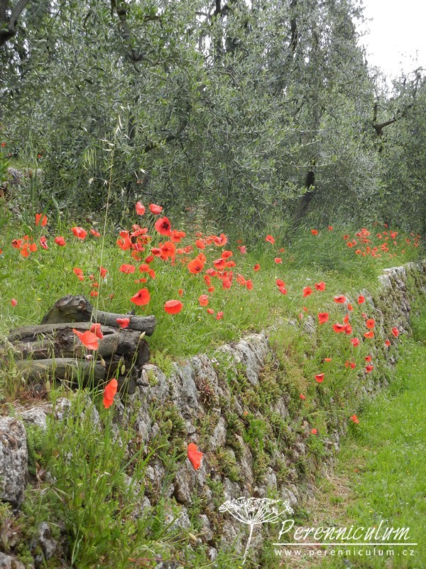 Poklad v srdci Toskánska 3 Villa Cetinale