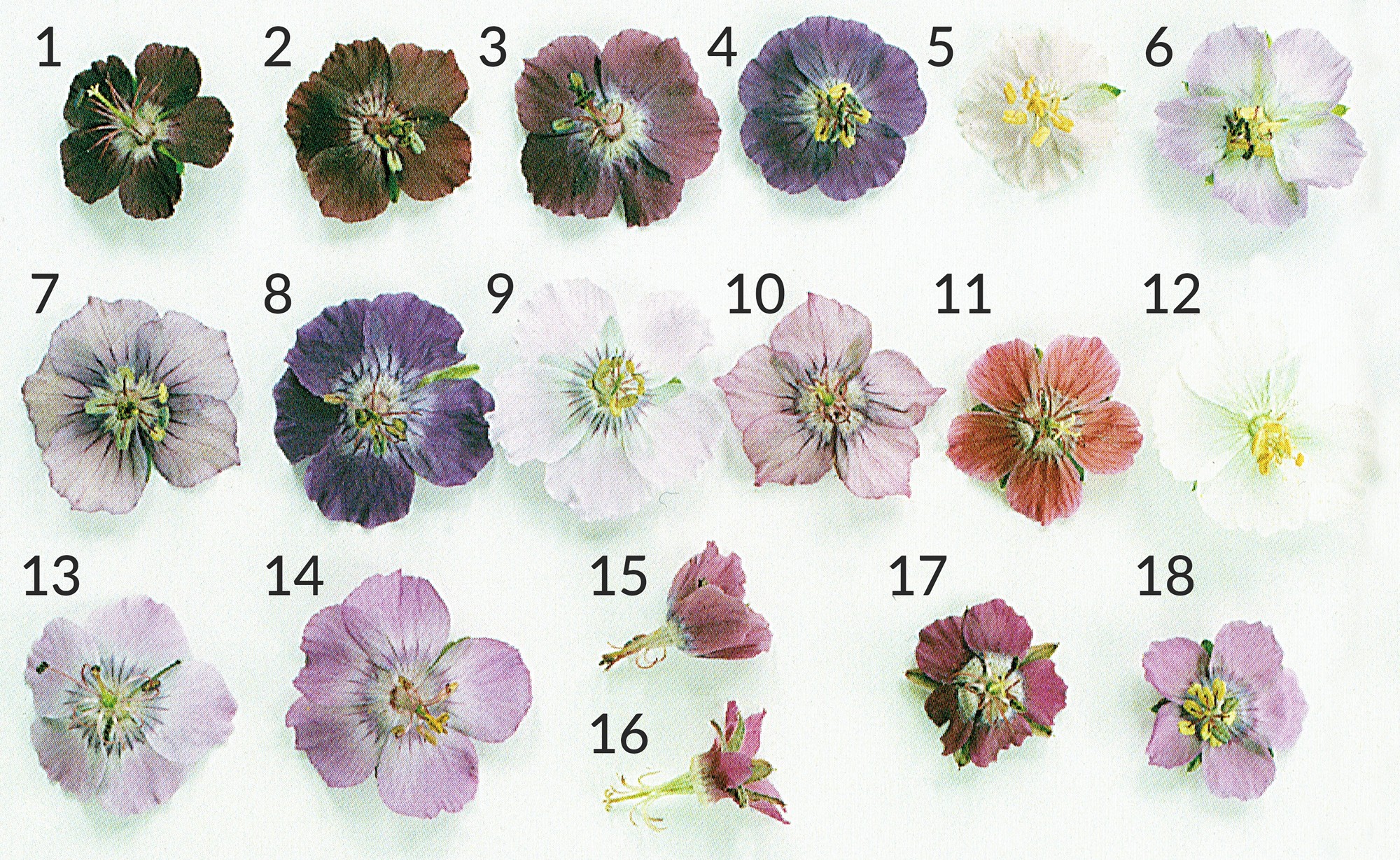 Geranium phaeum 1 geranium phaeum formy