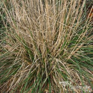 Deschampsia cespitosa Bronzeschleier