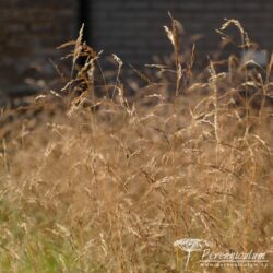 Deschampsia cespitosa Deschampsia cespitosa