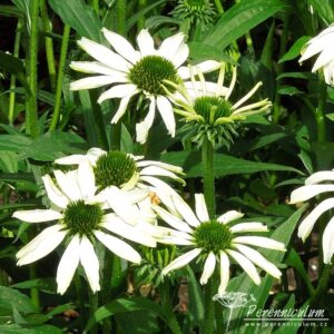 Echinacea purpurea Jade