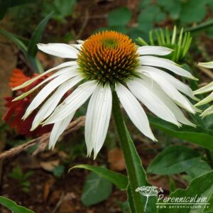 Echinacea purpurea White Swan