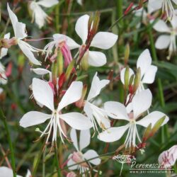 Gaura lindheimeri Gaura lindheimeri