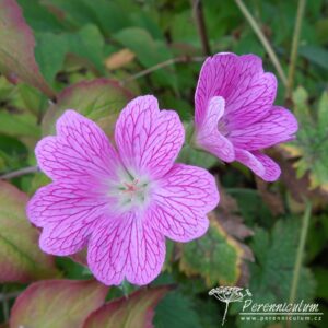Geranium x oxonianum Lutzie