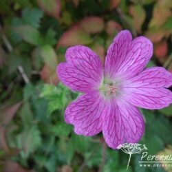 Geranium x oxonianum Lutzie