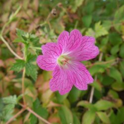 Geranium x oxonianum Lutzie