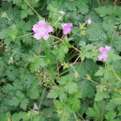 Geranium x oxonianum Lutzie