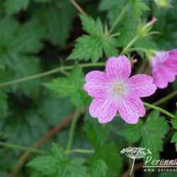 Geranium x oxonianum Lutzie