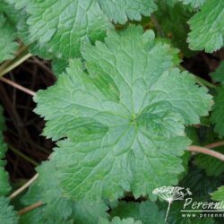 Geranium x oxonianum Lutzie