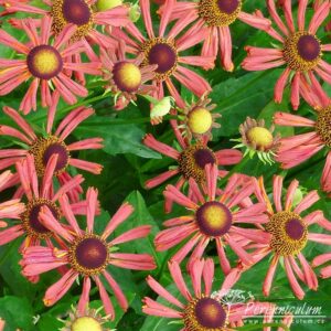 Helenium Wagon Wheel