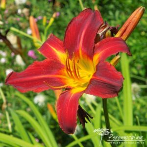 Hemerocallis Stafford