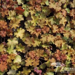Heuchera Caramel