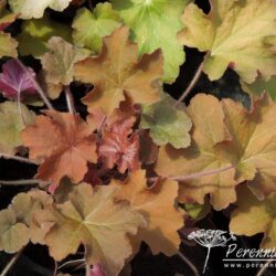 Heuchera Caramel