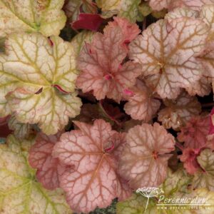 Heuchera Pinot Gris
