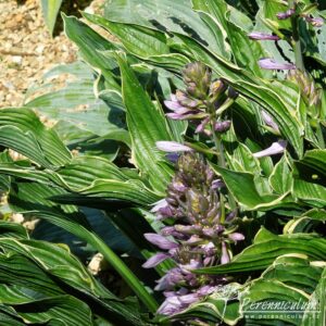 Hosta Praying Hands
