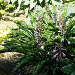 Hosta Praying Hands