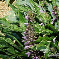Hosta Praying Hands