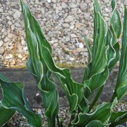 Hosta Praying Hands