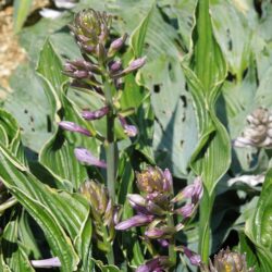 Hosta Praying Hands