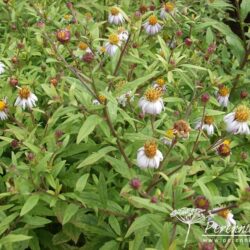 Kalimeris yomena Shogun