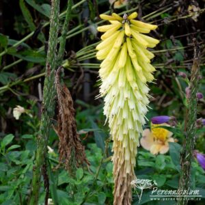 Kniphofia Percys Pride