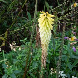 Kniphofia Percys Pride