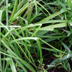 Kniphofia Percys Pride