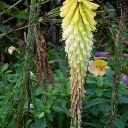 Kniphofia Percys Pride