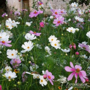 Letničková louka Ctěnice