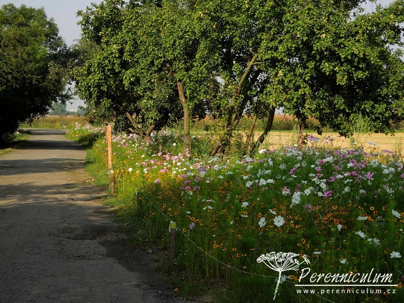 Olympijská letničková louka ve Ctěnicích 1 letničková louka Ctěnice