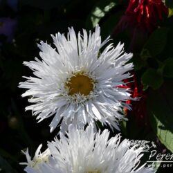 Leucanthemum superbum Aglaia