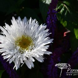 Leucanthemum superbum Aglaia