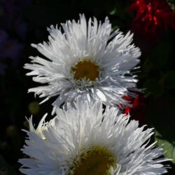 Leucanthemum superbum Aglaia