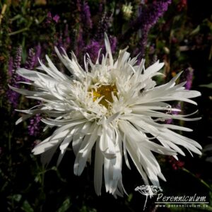 Leucanthemum x superbum Aglaia