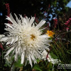 Leucanthemum x superbum Aglaia