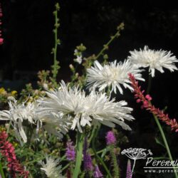 Leucanthemum x superbum Aglaia