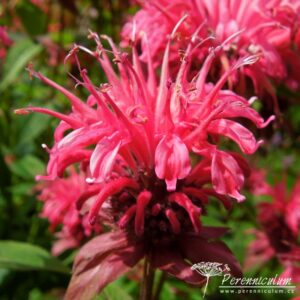 Monarda Balance (Libra)