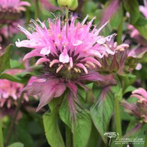 Monarda Beauty of Cobham