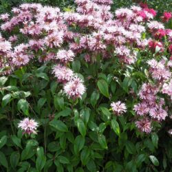 Monarda Beauty of Cobham