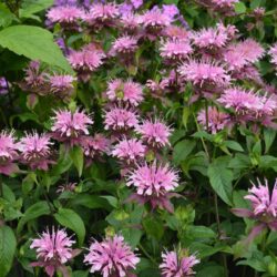 Monarda Beauty of Cobham