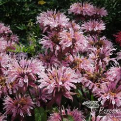 Monarda Beauty of Cobham