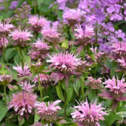 Monarda Beauty of Cobham